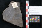 Foto (Objekt + Etikett) von Quercus pachyphylla Ettingshausen (NHMW-GEO-2024-0188-10217)